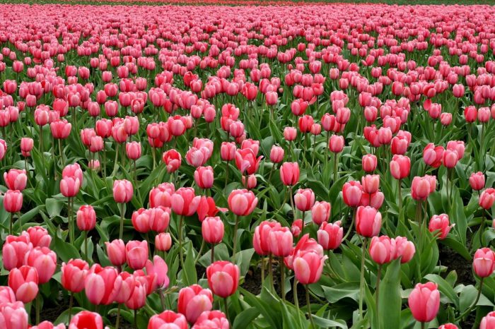 Tulips, the main ingredient in tulip vodka