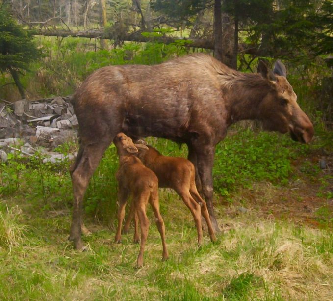 A moose nursing her calves