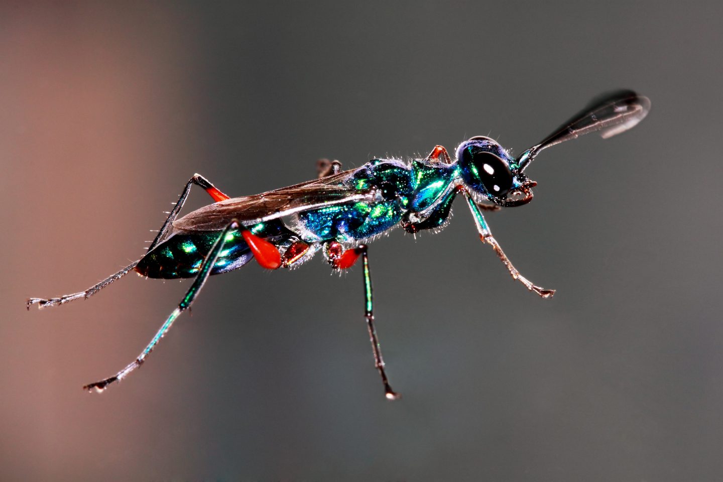 The emerald cockroach wasp: a true parasite