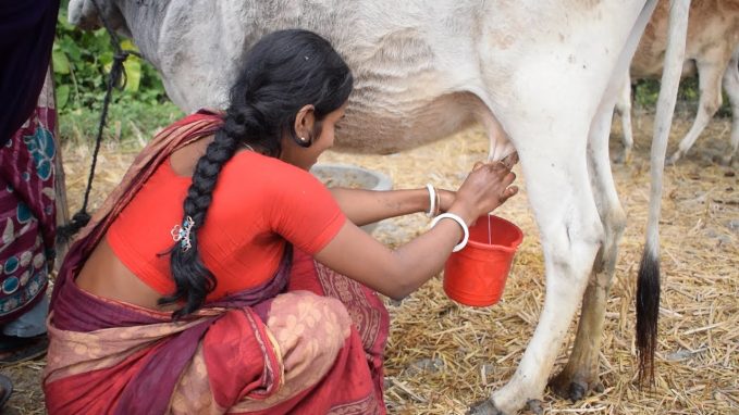 An Indian woman milking a cow